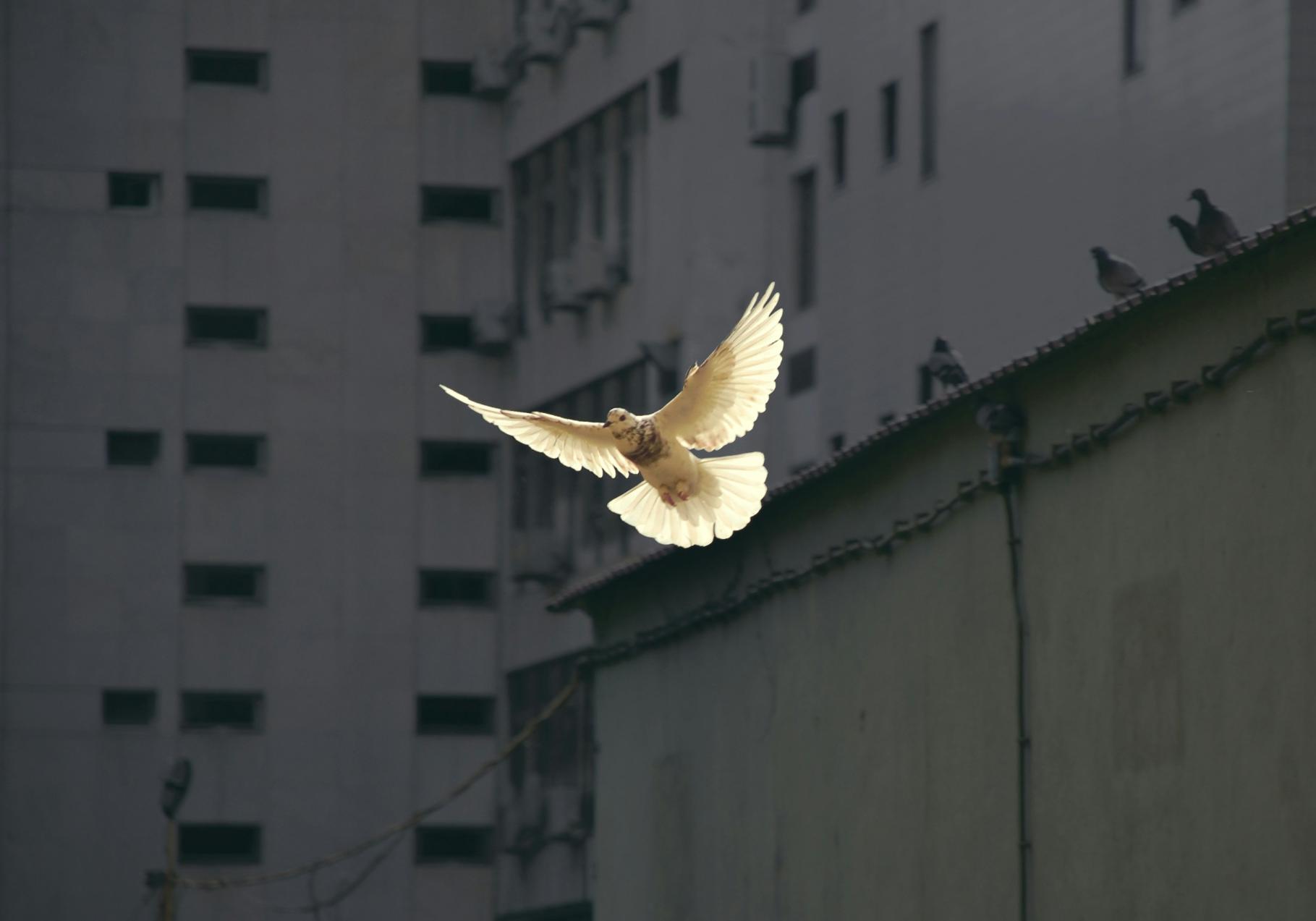 Friedenstaube (c) Foto von Sunguk Kim auf Unsplash